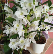 Plantas